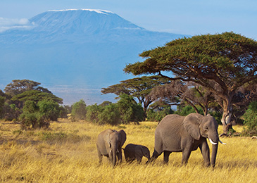 2021 African Safari Tours